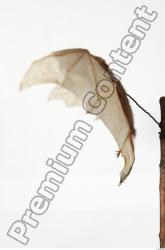 European Bat - Barbastella barbastellus